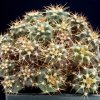 Discocactus_bonitoensis